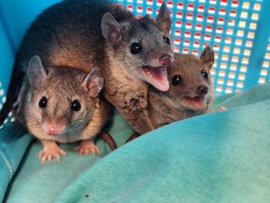 Buy Short Tail Possums Online