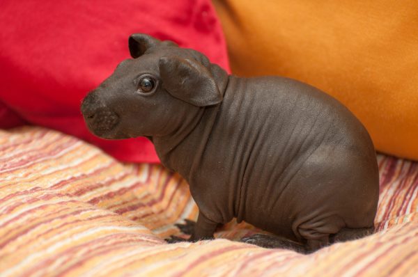 Buy Skinny Pig Online