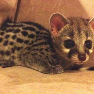 Buy Spotted Genet Online