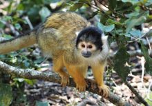 Squirrel Monkey For Sale - Image 3