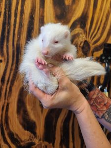 Buy Striped Skunks Online