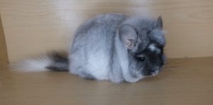 Angora Chinchilla For Sale - Image 5