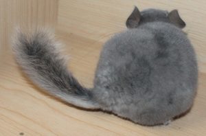 Buy Violet Chinchilla For Sale