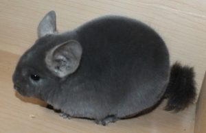 Buy Violet Chinchilla For Sale Online