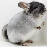Buy White Ebony Chinchilla For Sale