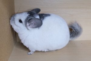 Buy White Mosaic Chinchilla For Sale