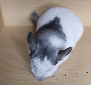 Buy White Mosaic Chinchilla For Sale Online