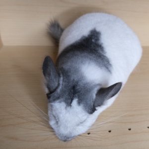 Buy White Mosaic Chinchilla For Sale Online