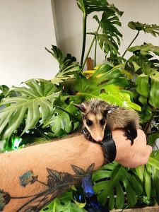 Buy Yawari Possum Online