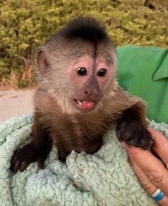 Capuchin Monkey For Sale