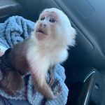 Capuchin Monkey For Sale - Image 3