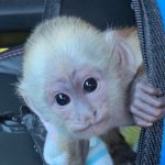 Capuchin Monkey For Sale - Image 7