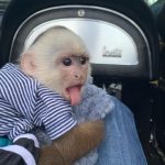 Capuchin Monkey For Sale - Image 2
