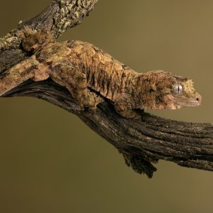 Chahoua Gecko For Sale
