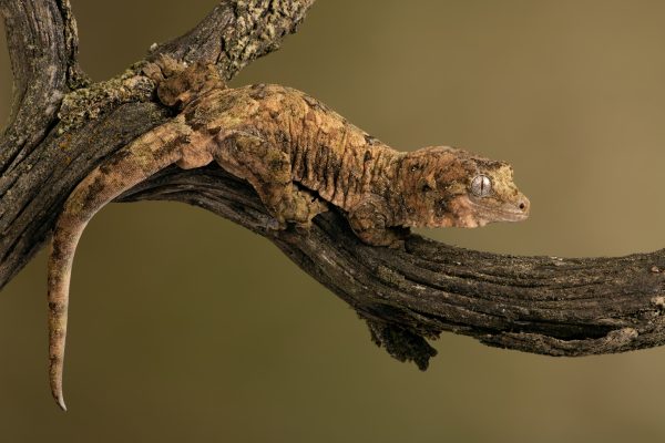 Chahoua Gecko For Sale