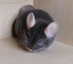 Chocolate Chinchilla For Sale