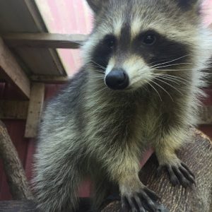 Cinnamon Raccoon For Sale