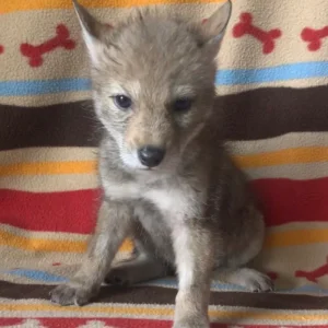Coyote Pup For Sale