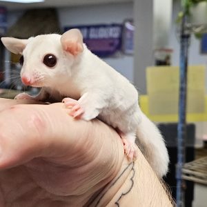 Cremeino Sugar Glider For Sale