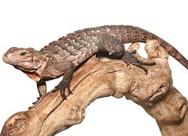 Cuban Rock Iguana For Sale