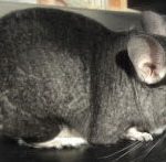 Dark Colorphase Standard Chinchilla For Sale