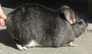 Dark Standard Chinchilla For Sale