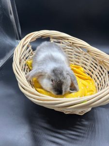 Domestic Rabbit For Sale
