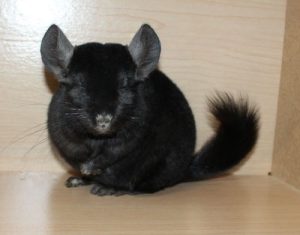 Ebony Chinchilla For Sale