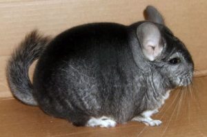 Extra Dark Standard Chinchilla For Sale