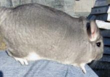 Extra Light Standard Chinchilla For Sale (Dual or Blue Diamond Carrier)
