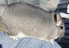 Extra Light Standard Chinchilla For Sale (Dual or Blue Diamond Carrier)