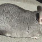 Extra Light Standard Chinchilla For Sale (sapphire carrier)