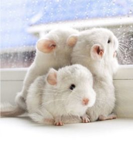Fancy Chinchilla