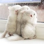 Fancy Chinchilla - Image 2