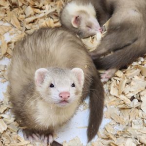 Ferrets For Sale