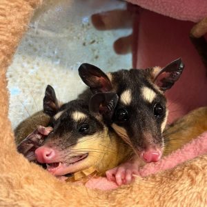 Four-Eyed Opossum For Sale
