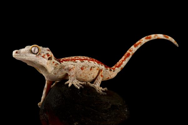 Gargoyle Geckos For Sale