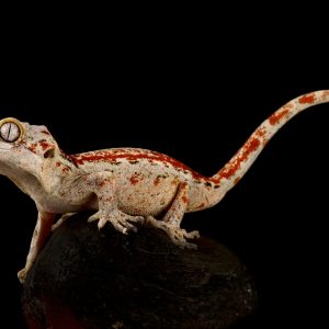 Gargoyle Geckos For Sale