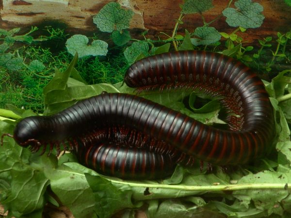 Giant African Millipede For Sale