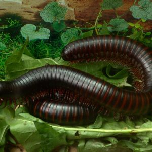 Giant African Millipede For Sale