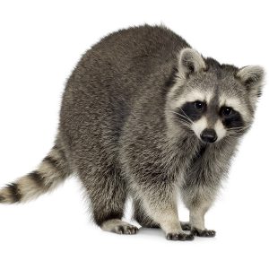 Grey Raccoon For Sale