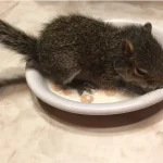 Grey Squirrel For Sale