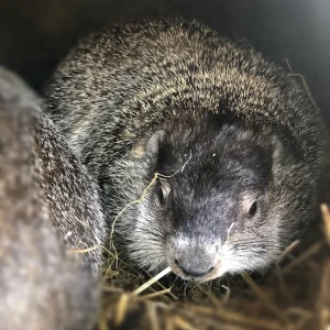 Groundhog pup For Sale