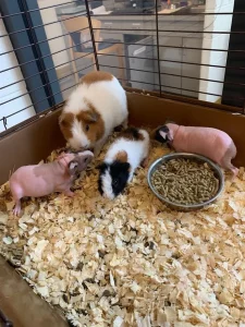 Hairless Guinea Pig For Sale