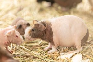 Hairless Guinea Pig For Sale - Image 2