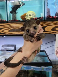 Kinkajou For Sale