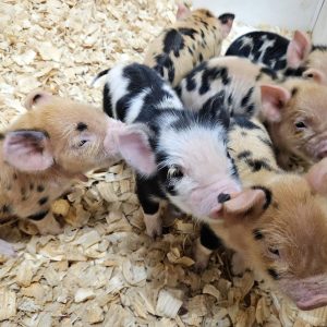 Kune Kune Pig For Sale