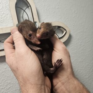 Kusimanse Mongoose For Sale