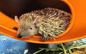 Lesser Tenrecs For Sale