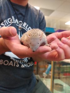 Lesser Tenrecs For Sale - Image 3